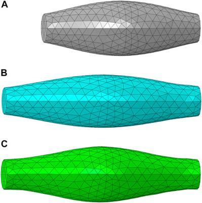 Modeling of active skeletal muscles: a 3D continuum approach incorporating multiple muscle interactions